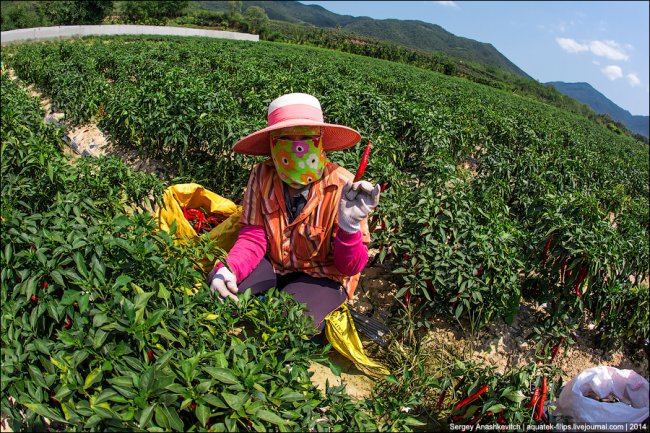Горячие чилийские перцы и китайские женщины на одной плантации