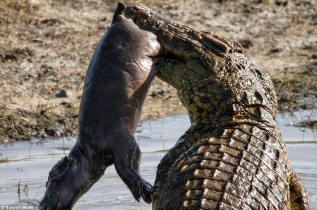 Крокодил сожрал бегемотика