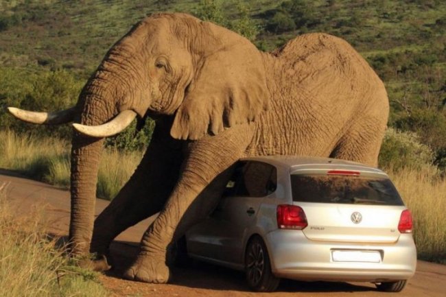 Слон убедился, что автомобиль - лучшая чесалка
