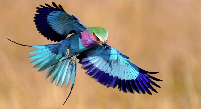 Экзотические птицы невиданной красы