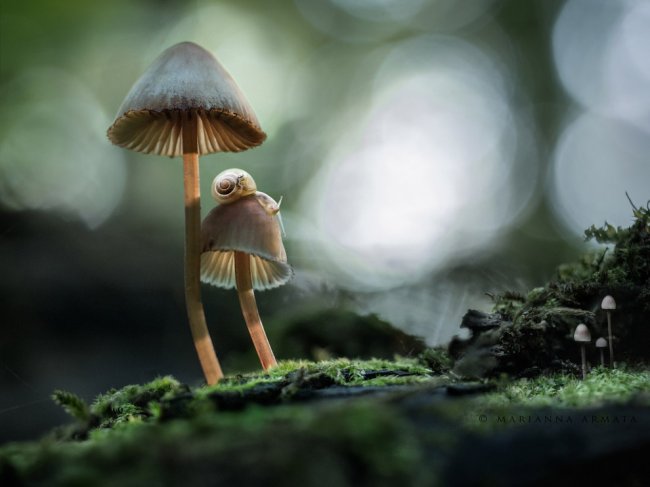 Путешествие в мир грибов