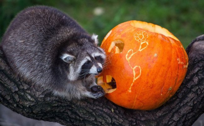 Как прошел Хеллоуин у животных