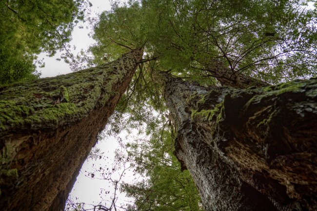Самые высокие деревья в мире