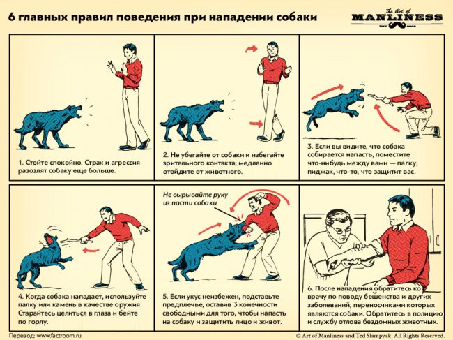 6 главных правил поведения при нападении собаки