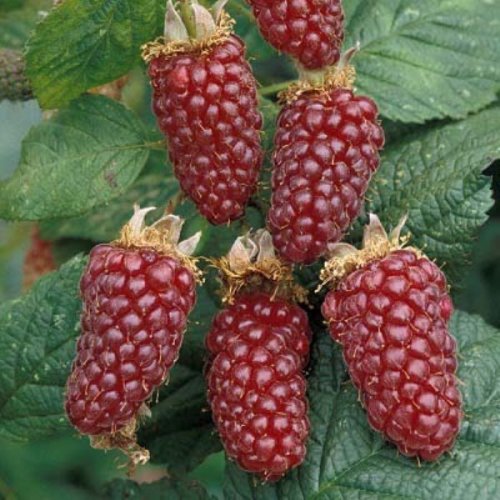 Необычные гибридные фрукты и ягоды