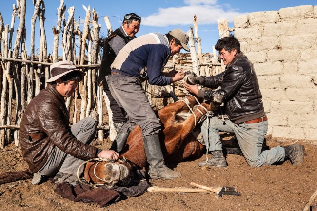 Орлиная охота в Монголии