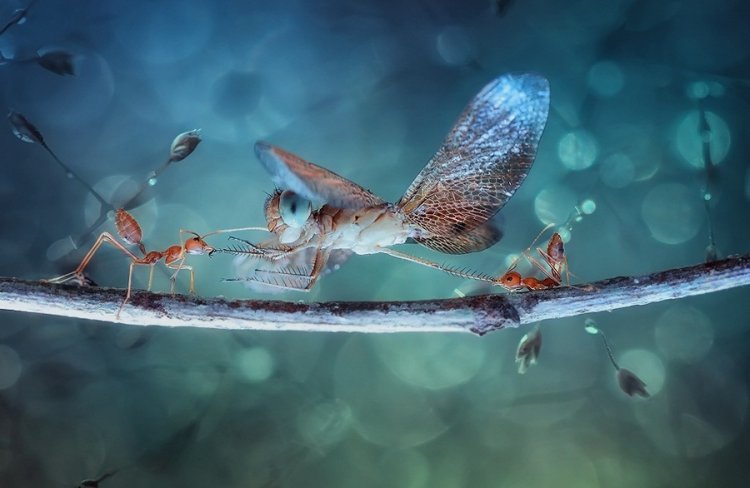 Сказочные фотографии насекомых
