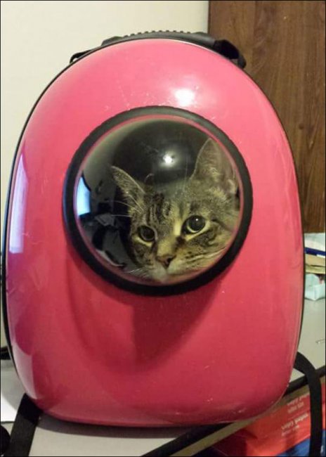Теперь коты смогут почувствовать себя космонавтами
