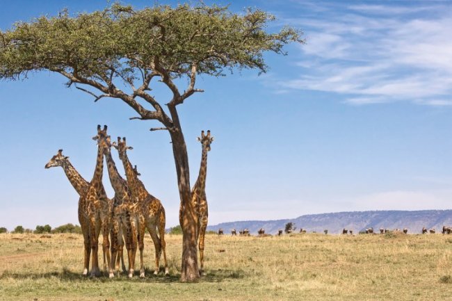 Восхитительные фотографии Африки