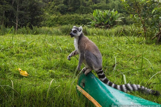 То, зачем тысячи туристов едут на Мадагаскар