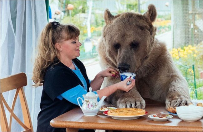 Медведь Степан 23 года живет в российской семье