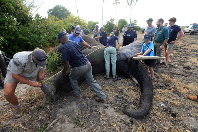 Особенности перевозки слонов