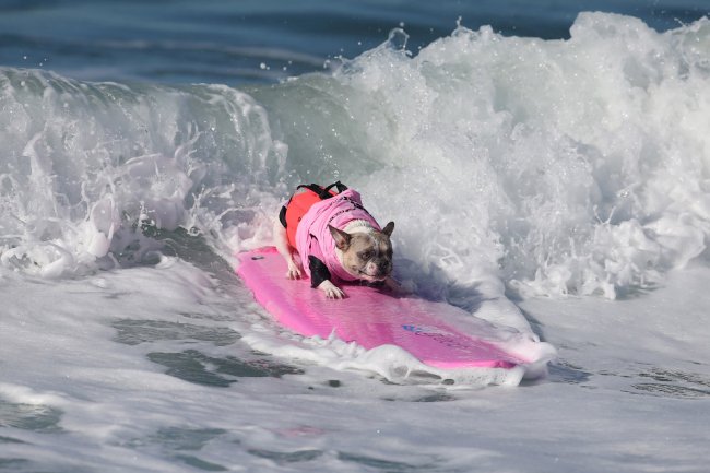 Соревнования по собачьему серфингу в Калифорнии