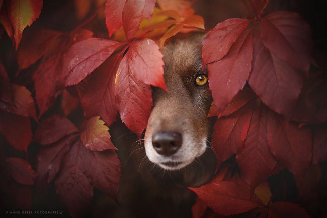 Осенние собаки