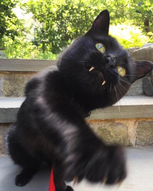 Черный саблезубый кот Манки