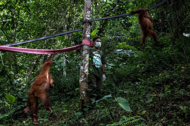 Орангутанги в Индонезии