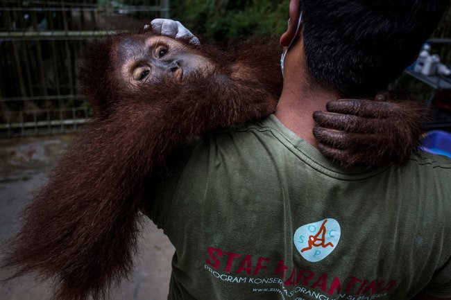 Орангутанги в Индонезии