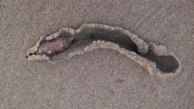 Тысячи странных существ вышли на пляж в Калифорнии