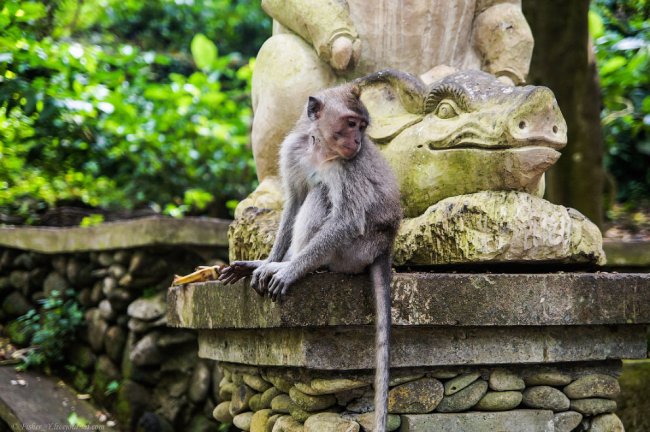 Бали. Лес обезьян