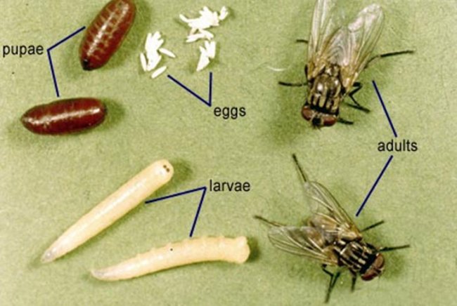 Как и зачем разводят мух