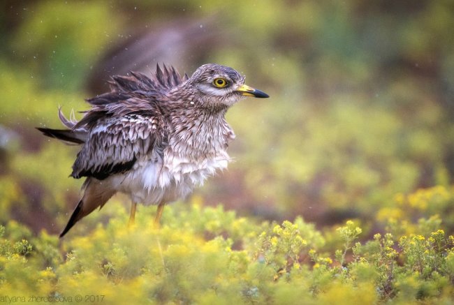 Авдотка — необычная птица