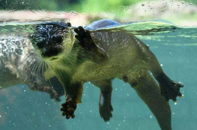 Фотоподпорка сухопутных животных, застигнутых за плаванием