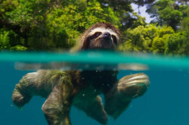 Фотоподпорка сухопутных животных, застигнутых за плаванием