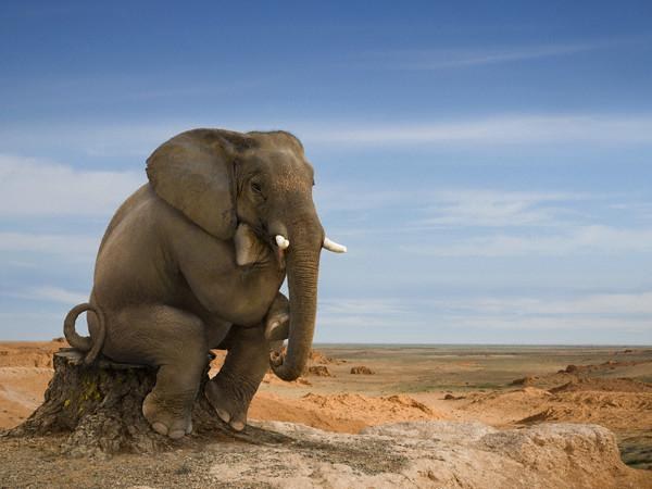 Найден способ для защиты деревьев от слонов 