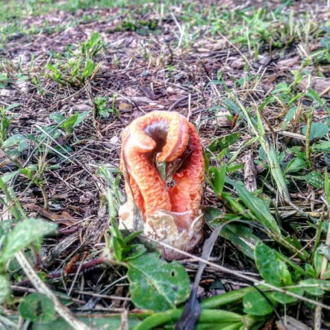 Самый жуткий гриб в мире: «Пальцы дьявола»