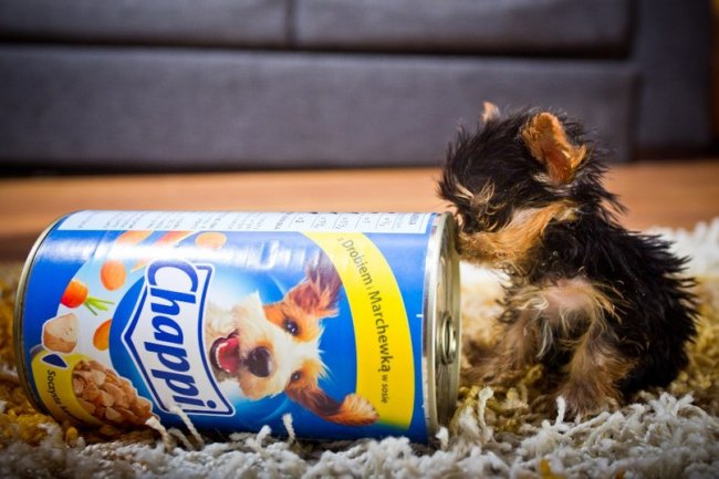 В Польше живет самая маленькая в мире собака по кличке Мэйси