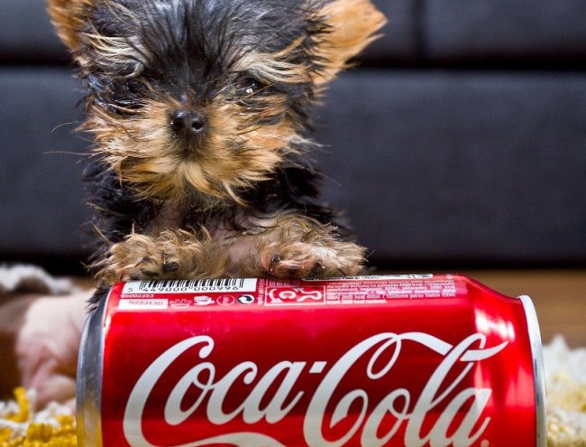 В Польше живет самая маленькая в мире собака по кличке Мэйси