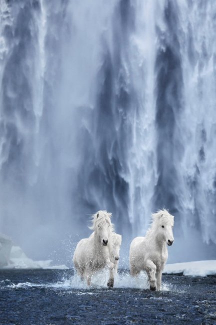 Лошади среди эпических исландских пейзажей