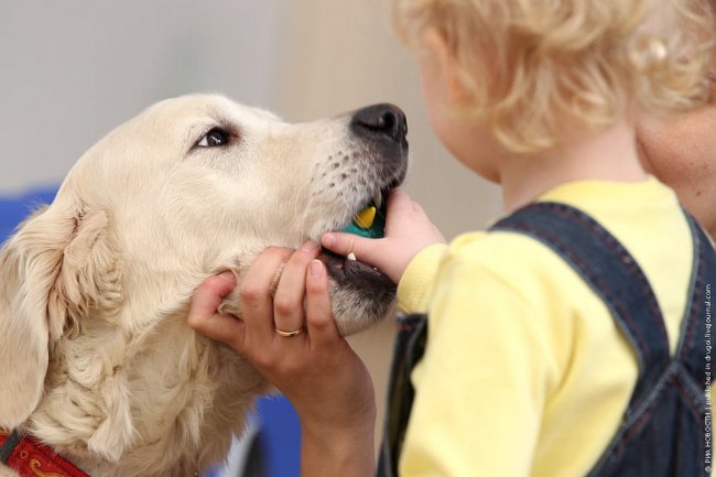 Канис-терапия: как собаки помогают больным детям