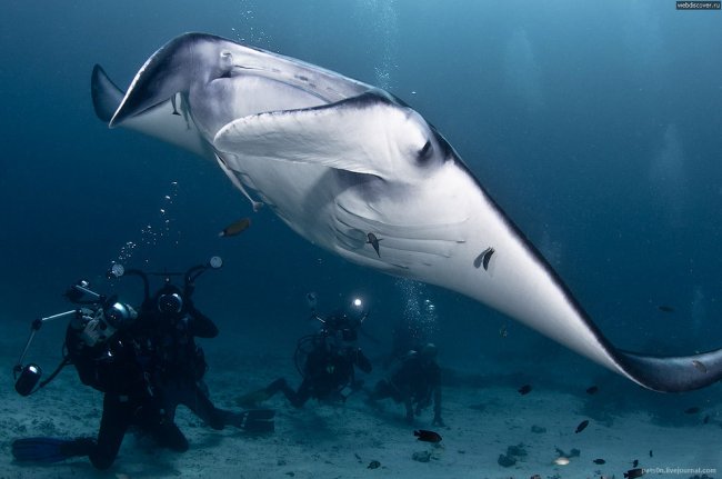 Фотографии подводного мира