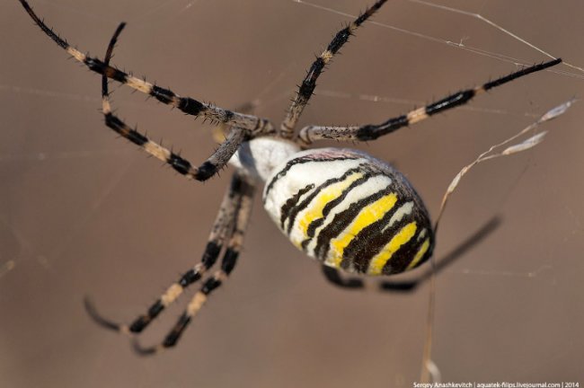 Самый эффектный паук Крыма