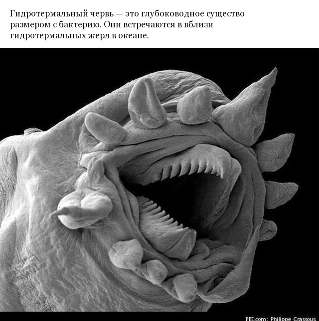 Снимки различных предметов под микроскопом