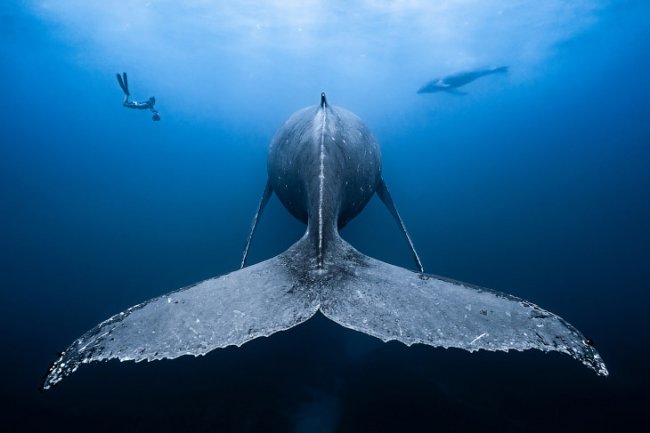 Конкурс подводной фотографии Ocean Art 2018