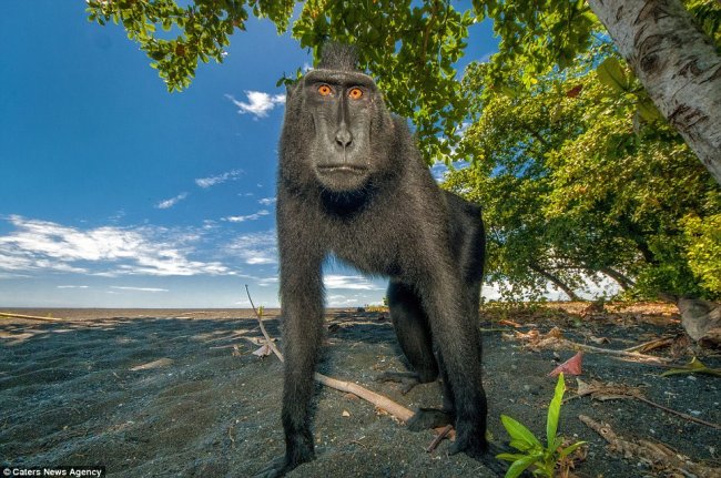 Позитивные обезьяны с острова Сулавеси