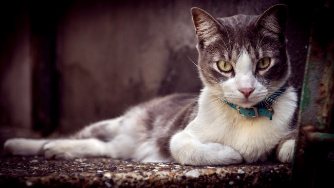 Интересные факты о кошках, которые вы не знали