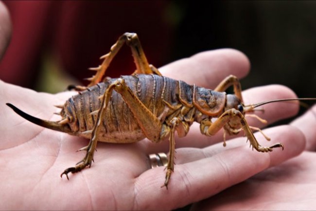 Обнаружено самое большое насекомое в мире (7 фото)