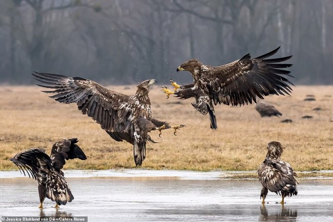 Воздушный бой: битва орлов