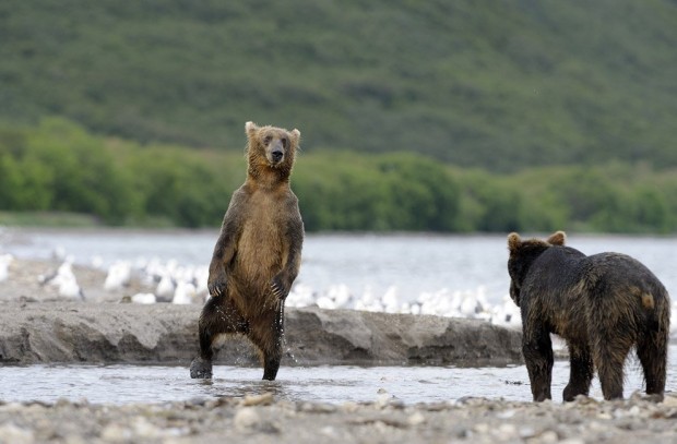 Зачем медведи встают на задние лапы (12 фото)