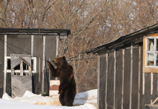 Зачем медведи встают на задние лапы (12 фото)