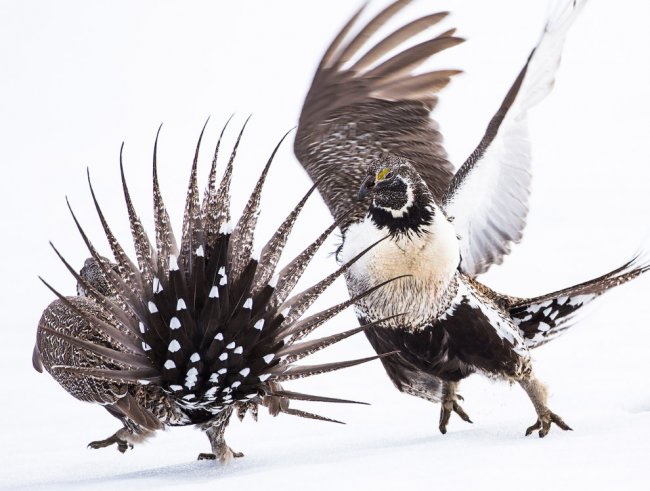 Птичий конкурс Audubon Photography Awards 2019