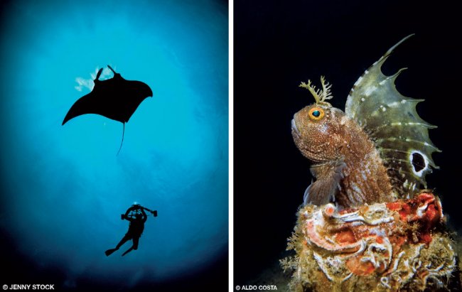 Победители конкурса подводной фотографии