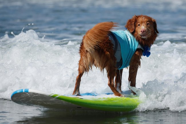 Собачий серфинг в Калифорнии 2019