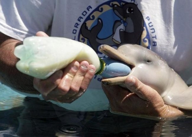 Дельфины – уникальные жители нашей планеты (7 фото)