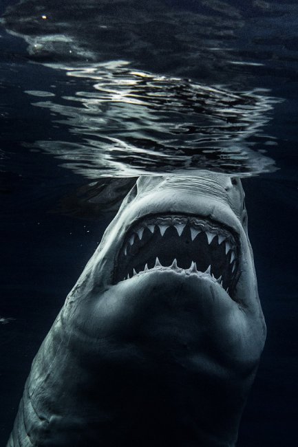 Потрясающие фотографии акул