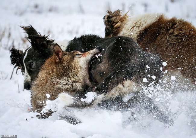 Охота на волков в Казахстане