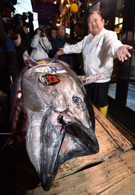 В Японии на аукционе продали тунца за 1,8 млн долл